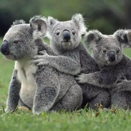 娱乐吃瓜酱胆小的考拉