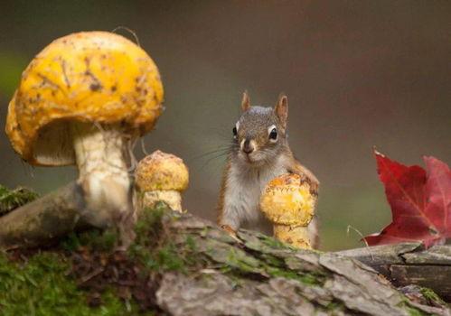 娱乐吃瓜作品推荐知乎,那些你不知道的幕后故事与吃瓜瞬间