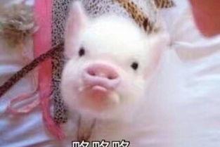 娱乐吃瓜酱猪猪