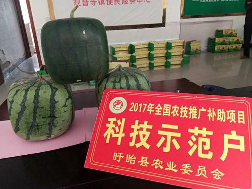 娱乐吃瓜地,吃瓜群众背后的故事