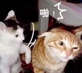 娱乐吃瓜君猫猫生气歌,娱乐吃瓜君带你领略萌宠音乐魅力