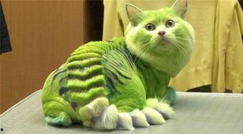 娱乐吃瓜君猫猫生气歌,娱乐吃瓜君带你领略萌宠音乐魅力